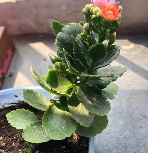 长寿花如何扦插一年四季开花？花期有多长？