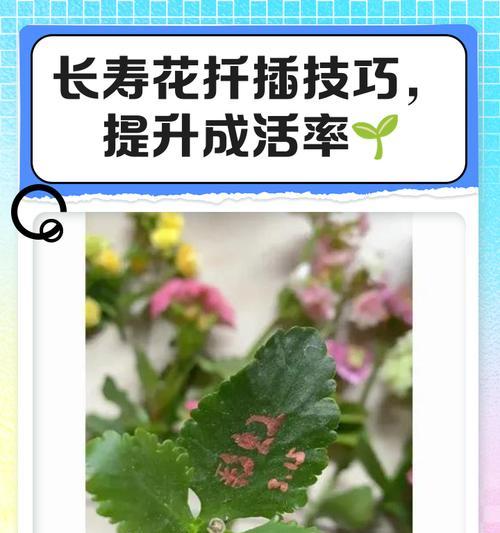 长寿花如何扦插一年四季开花？花期有多长？