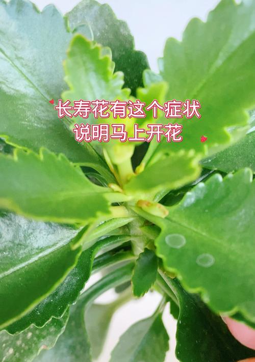 长寿花如何扦插一年四季开花？花期有多长？