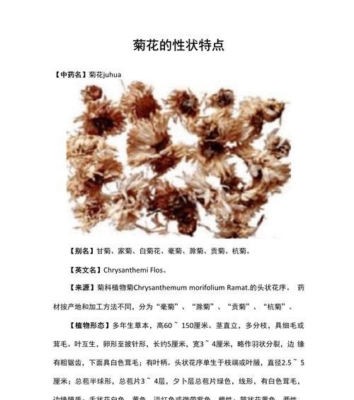 雏菊与杭菊有什么不同？它们的特点是什么？