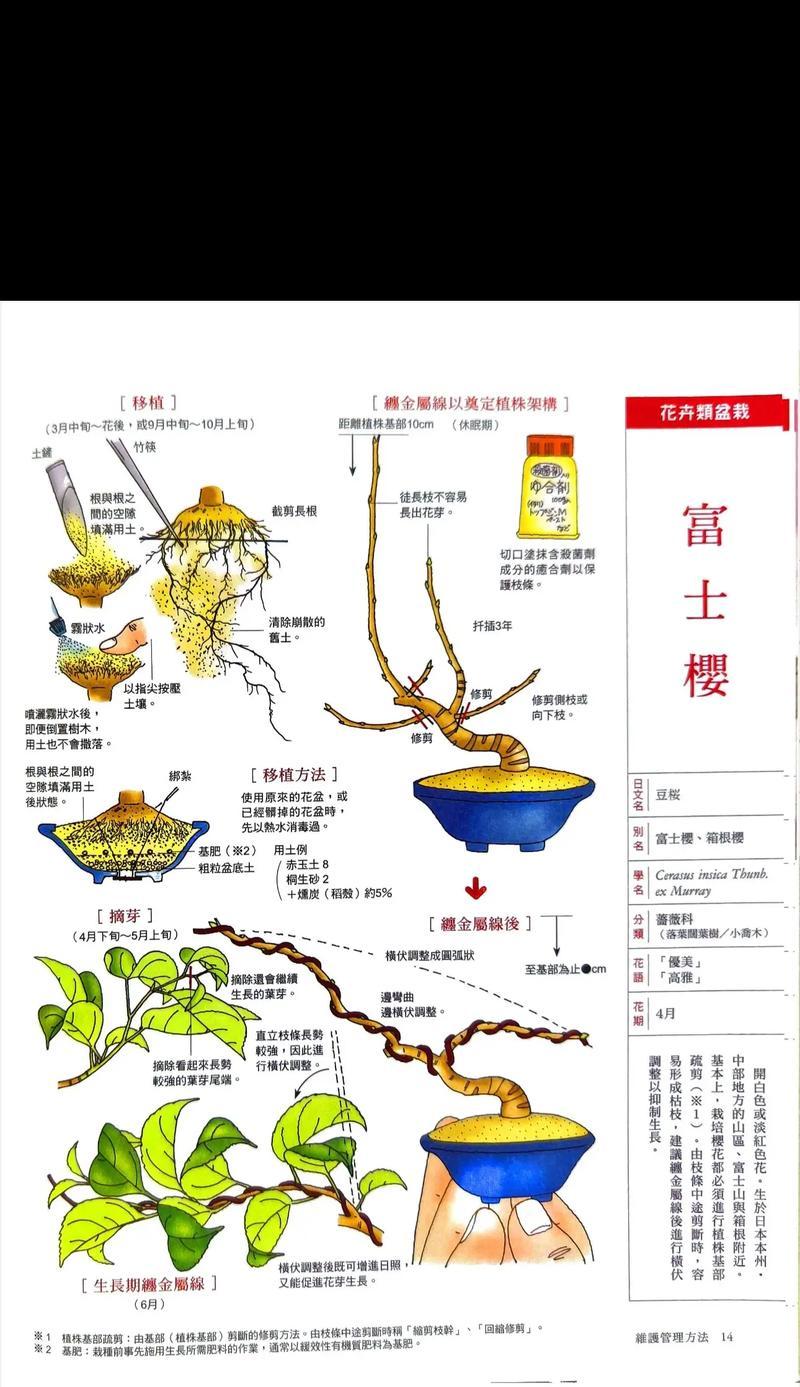 樱花树苗盆栽如何养护？有哪些注意事项？