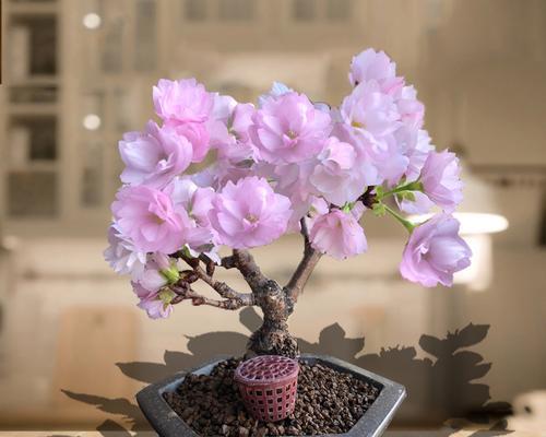 樱花树苗盆栽如何养护？有哪些注意事项？