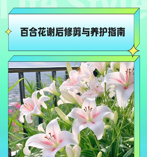 百合的生长特点是什么？养护指南有哪些要点？