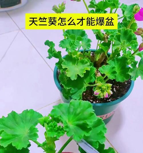 别人家天竺葵开爆盆？你家的却被晒“残”？原因何在？