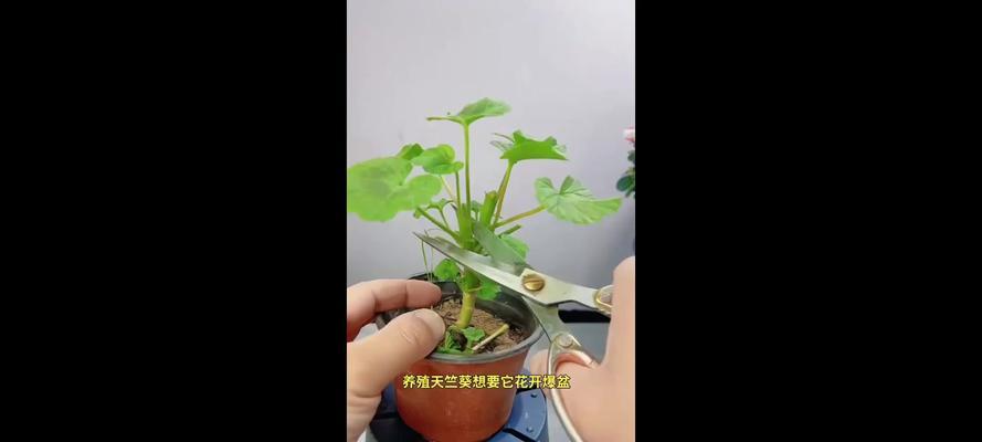 别人家天竺葵开爆盆？你家的却被晒“残”？原因何在？