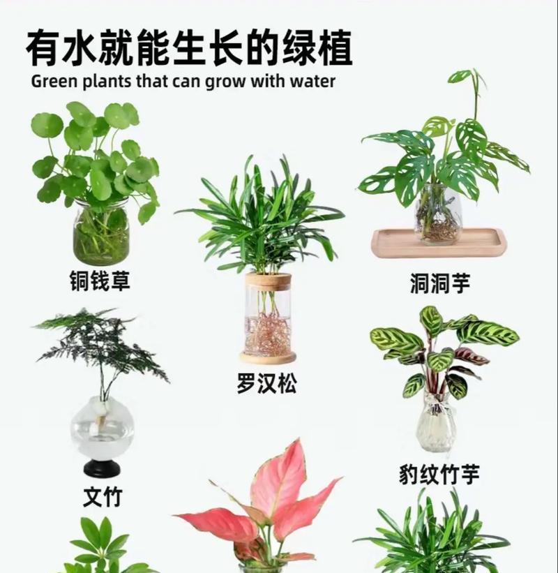 浆麦草是什么植物？它有哪些独特的生长特性？