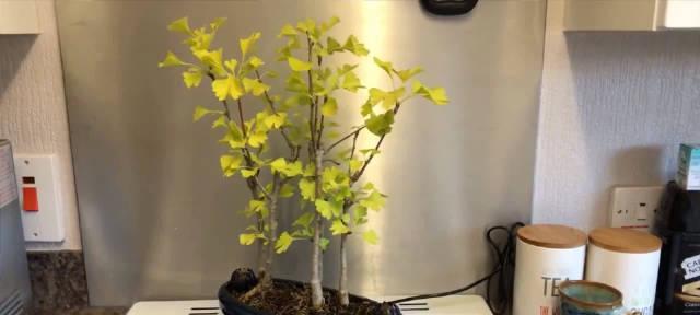 银杏种植矮化丰产修剪技术？如何实现？