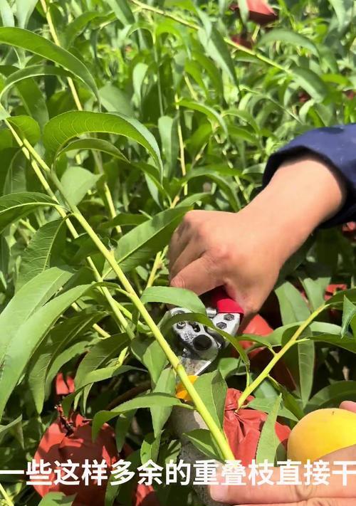 银杏种植矮化丰产修剪技术？如何实现？