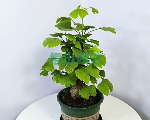 银杏种植矮化丰产修剪技术？如何实现？
