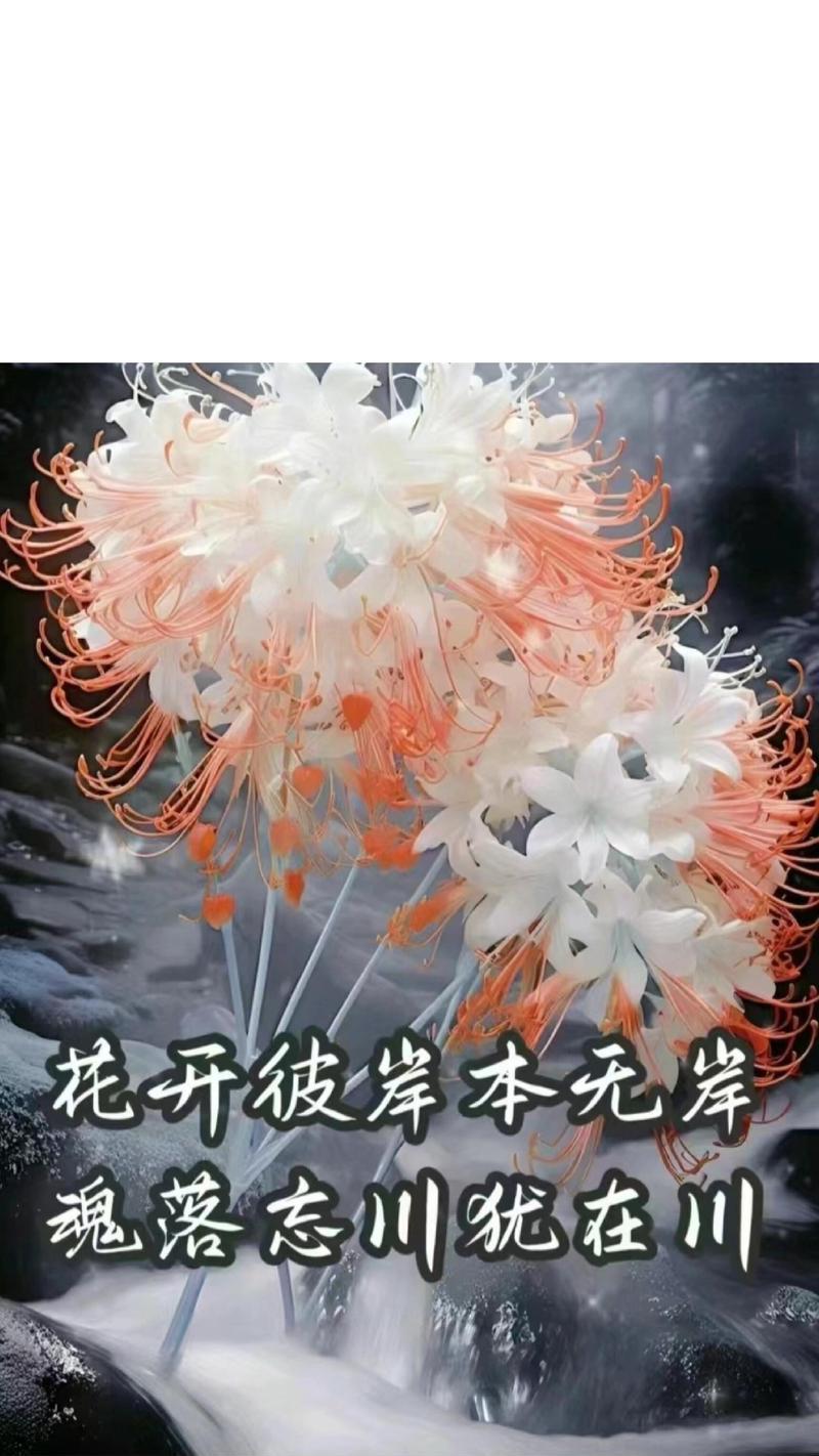 彼岸花花语和寓意？它代表了什么？
