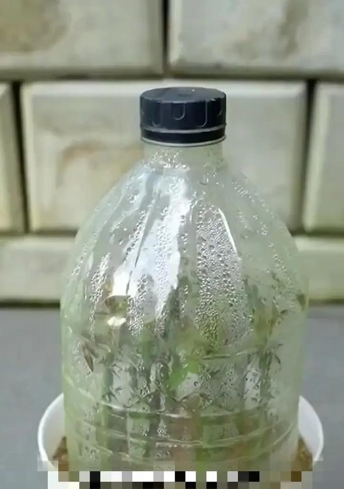 蔷薇枝子扦插方法？如何成功扦插蔷薇？