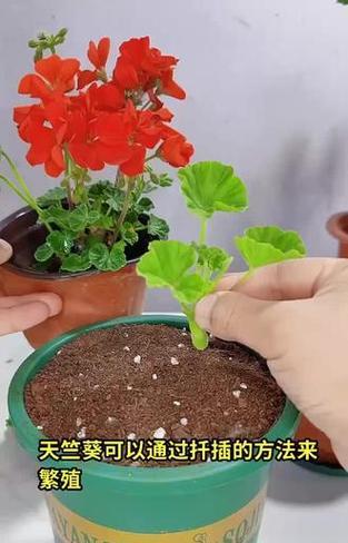 天竺葵的养殖方法是什么？如何避免积水？