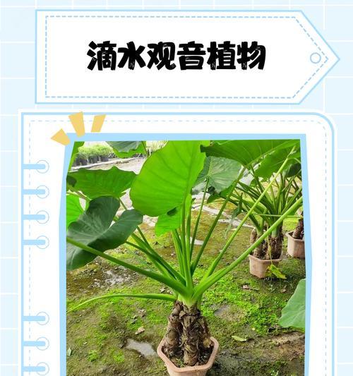 滴水观音的摆放与养护？它有哪些招财意义？