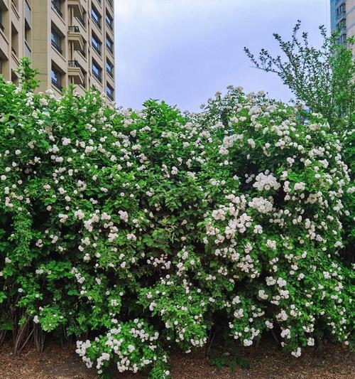 蔷薇花不可随意种植？为何对环境要求高？