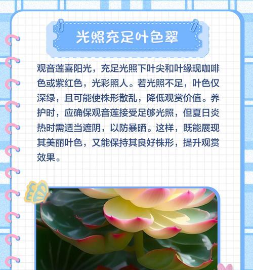 养殖黑叶观音莲的方法与注意事项？如何保持叶片油亮？
