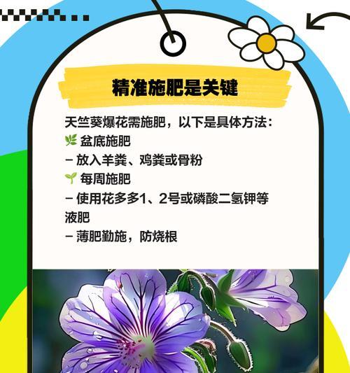 天竺葵如何养殖？温度适宜的秘诀是什么？