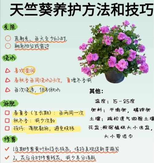 天竺葵如何养殖？温度适宜的秘诀是什么？