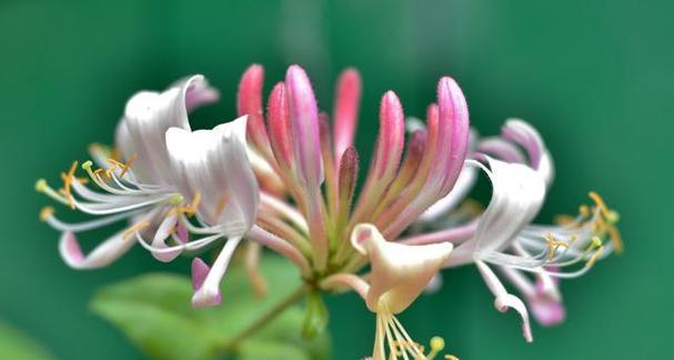 3种花种了会“上瘾”？它们的美丽秘诀是什么？