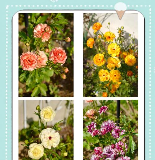 3种花种了会“上瘾”？它们的美丽秘诀是什么？