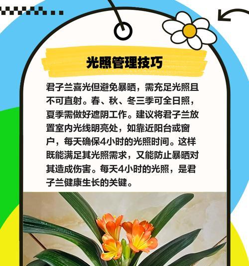 君子兰冬天如何避免风吹并保持生长？