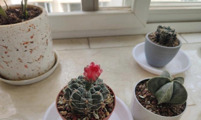 大金龙仙人球长崽却不开花的原因是什么？
