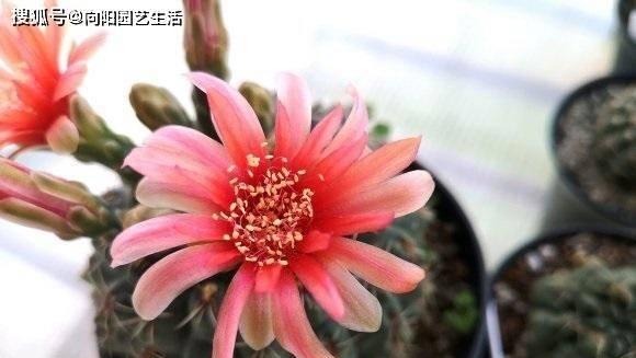 大金龙仙人球长崽却不开花的原因是什么？