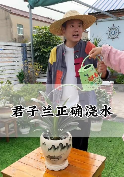 君子兰可以浇白酒吗？正确的浇水方法是什么？