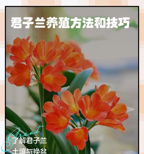 君子兰可以浇白酒吗？正确的浇水方法是什么？