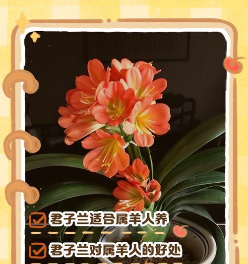 鸿运君子兰苗的养护要点？