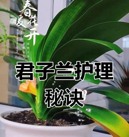 君子兰淋雨后如何养护？