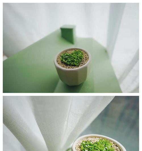 草莓籽在仙人掌上的种植方法是什么？