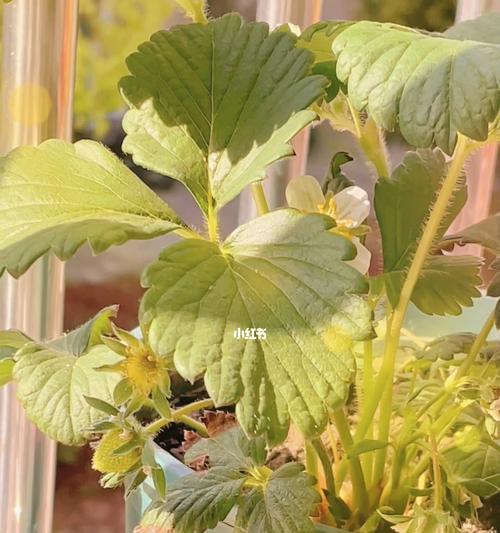 草莓籽在仙人掌上的种植方法是什么？