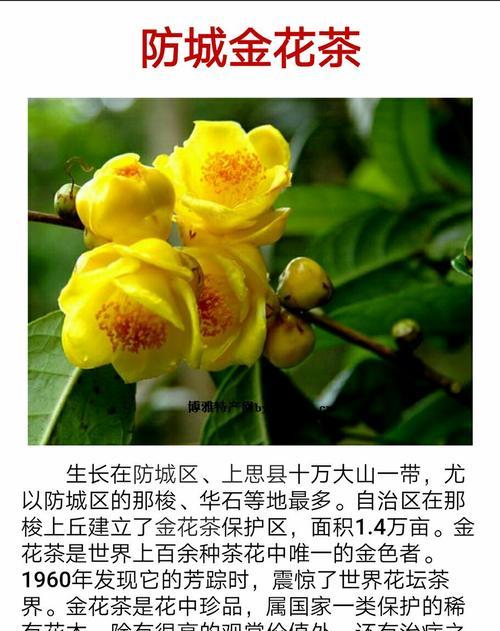 大山朴花的花语有哪些？大山朴花的寓意是什么？
