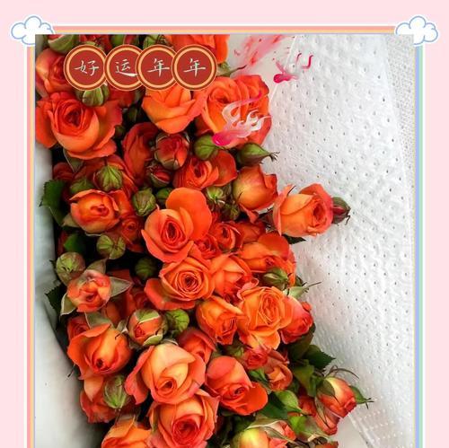 不同颜色玫瑰的花语是什么？玫瑰花语有哪些不同含义？