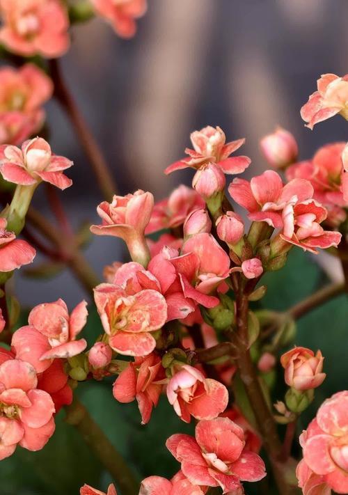 长寿花的花语是什么？长寿花象征着什么？