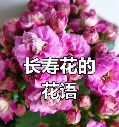 长寿花的花语是什么？长寿花象征着什么？