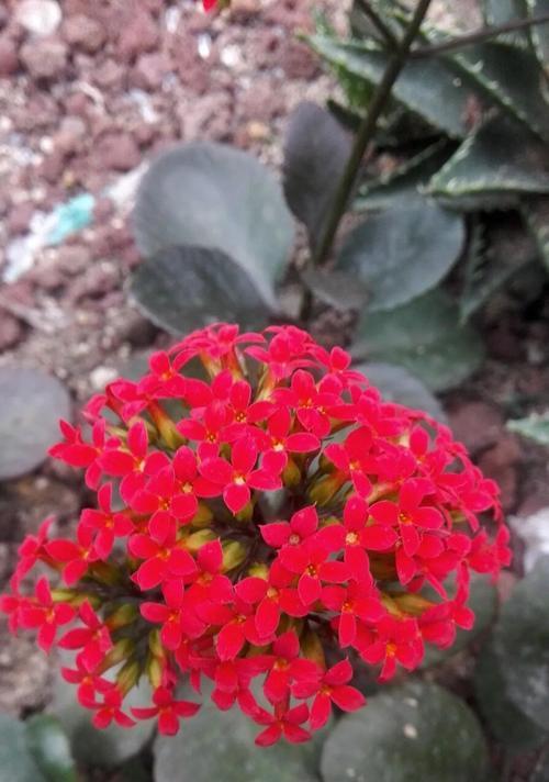 长寿花的花语是什么？长寿花象征着什么？