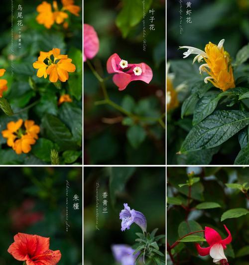 青兰花语代表什么？青兰的寓意是什么？