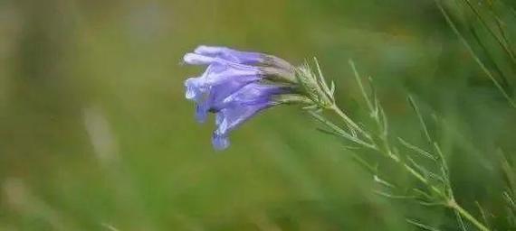 青兰花语代表什么？青兰的寓意是什么？