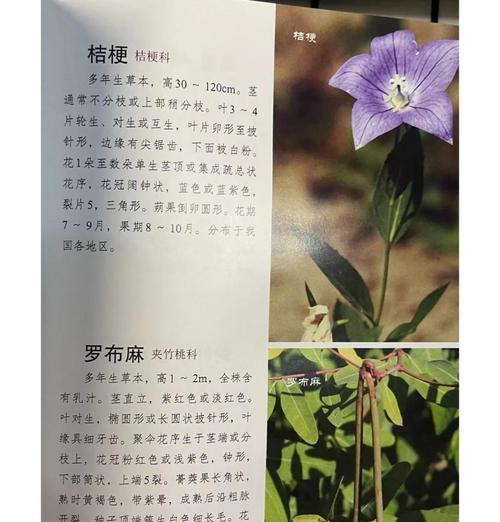桔梗和小雏菊的花语分别是什么？它们的寓意有何不同？