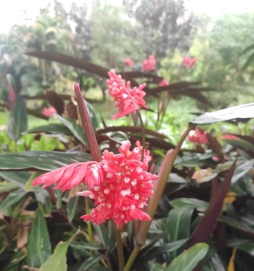 紫背竹芋的花语和寓意是什么？