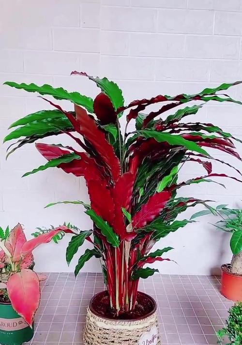 紫背竹芋的花语和寓意是什么？