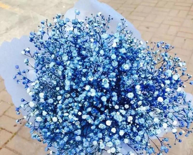 满天星的花语和寓意是什么？橘色满天星有何特别含义？