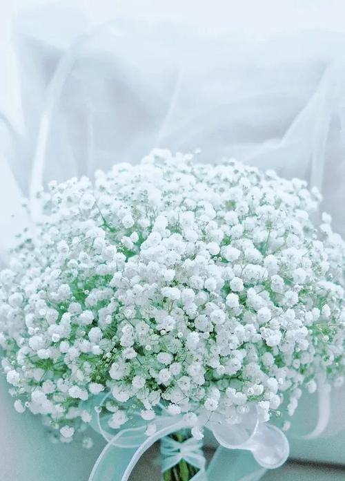 满天星的花语和寓意是什么？橘色满天星有何特别含义？