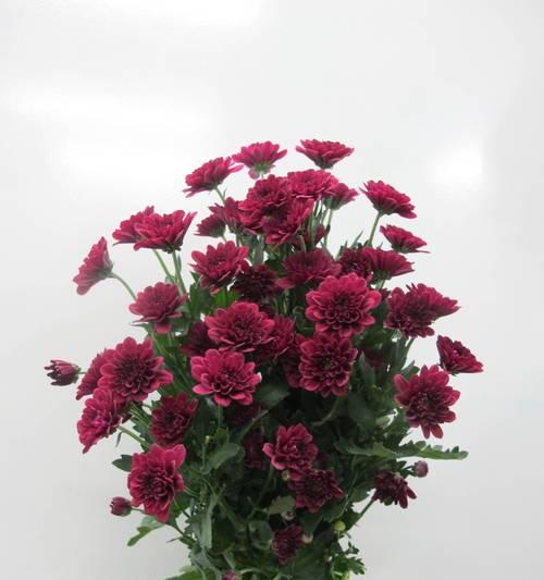 雏菊的花语是什么？