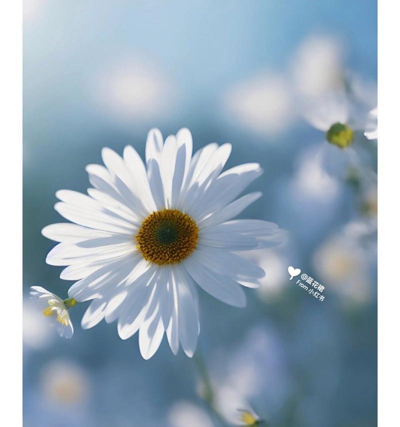 雏菊的花语是什么？