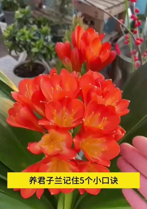 君子兰的花语及其作用是什么？