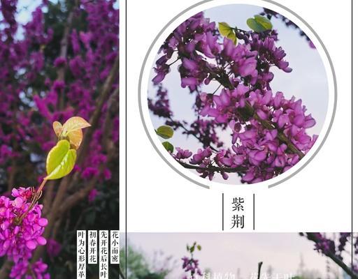 紫荆花的花语以及传说是什么？有哪些特别含义？