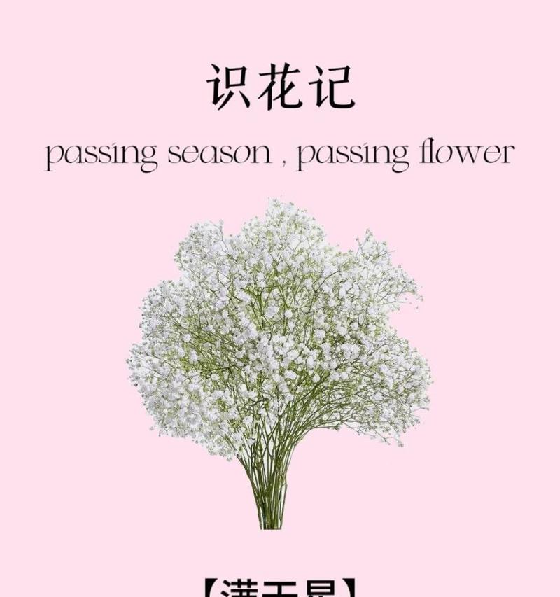 满天星的花语粉色蓝色是什么？分别代表什么意思？