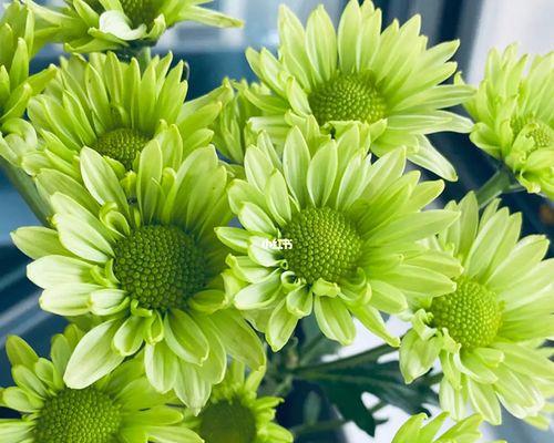 皱菊花语代表什么意思？皱菊有哪些特别的含义？